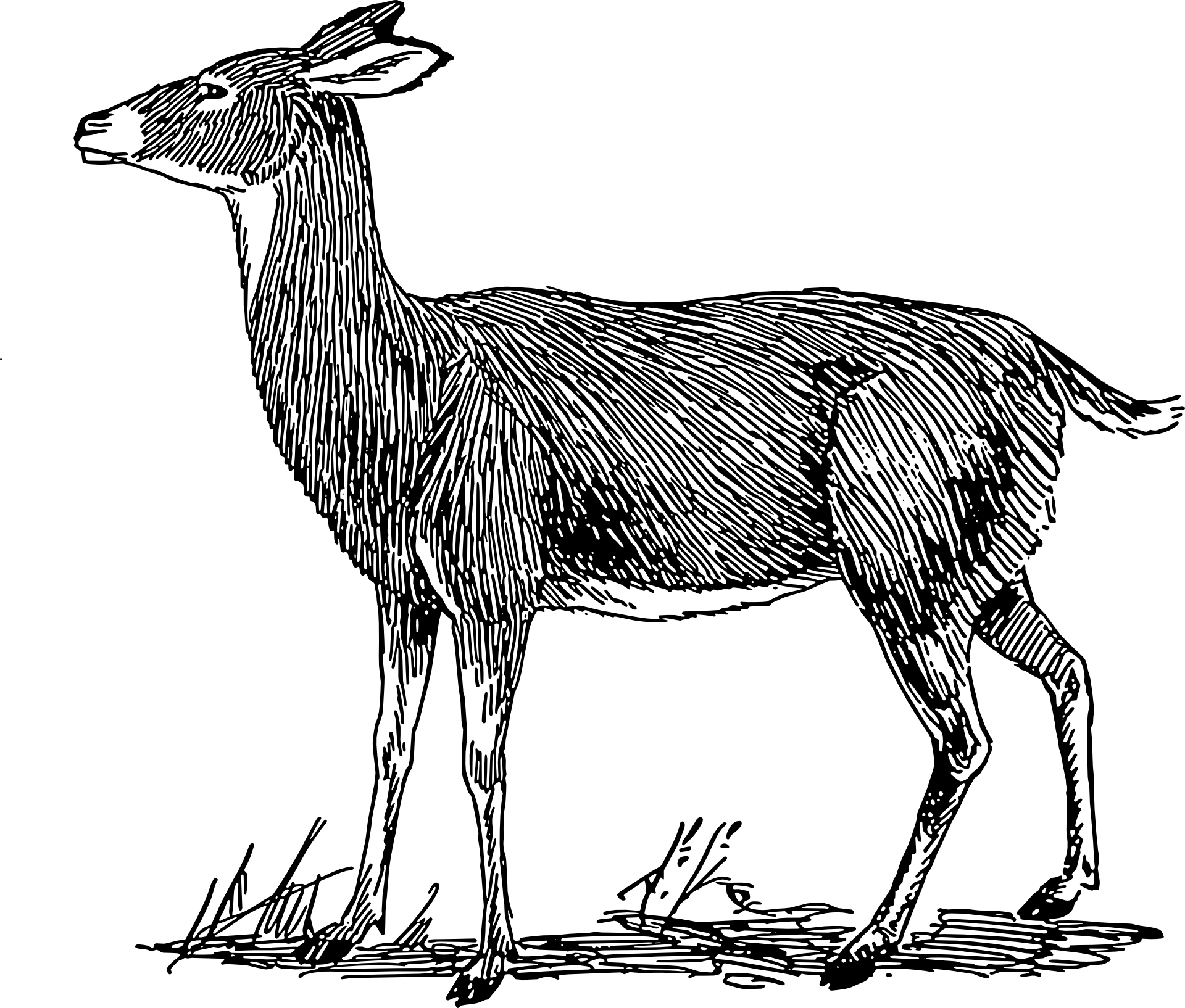 female-48232
