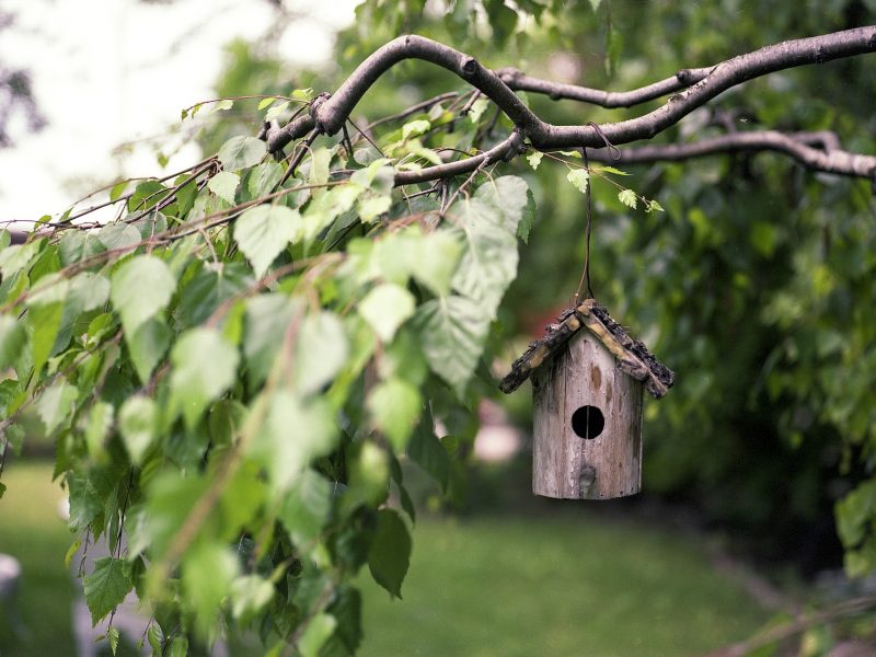 bird-feeder-2344414_1920