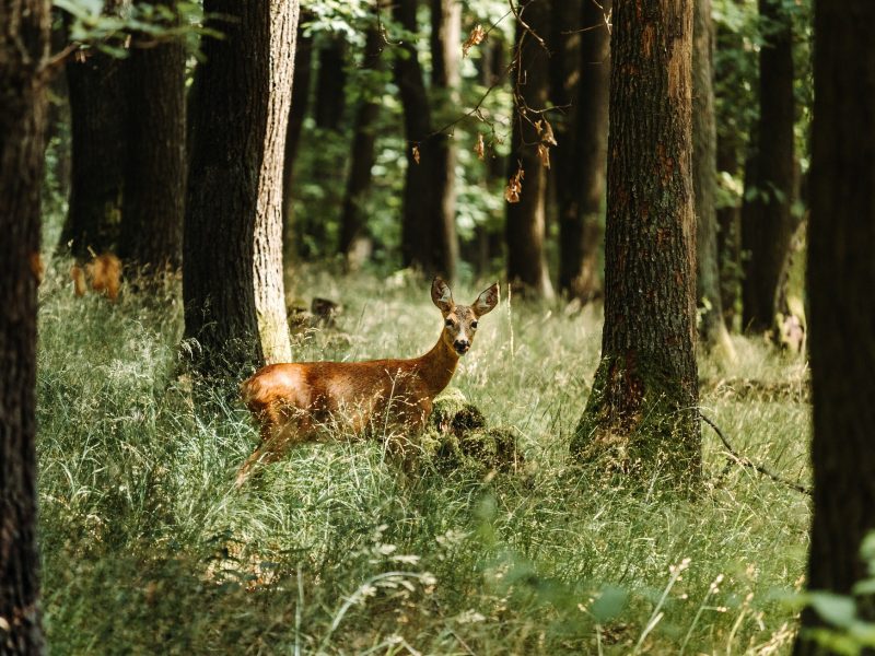 deer-5406930_1920