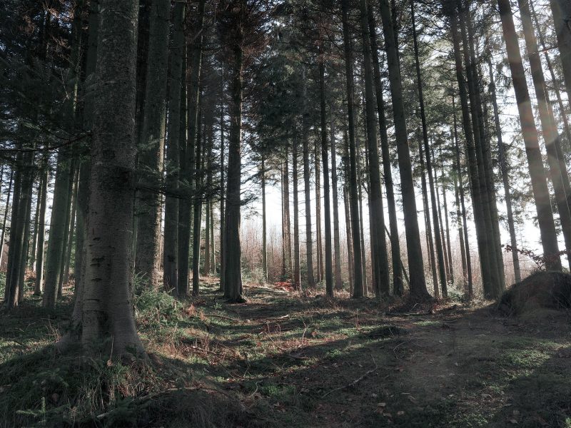 forest-6077348_1920